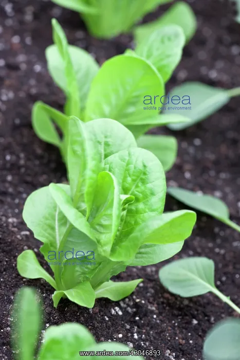 : Lettuce, Lactuca sativa : Lettuce, Lactuca sativa