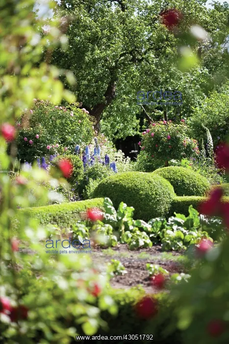 : Lettuce, Lactuca sativa : Lettuce, Lactuca sativa