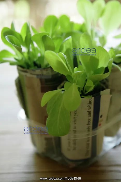 : Lettuce, Lactuca sativa : Lettuce, Lactuca sativa