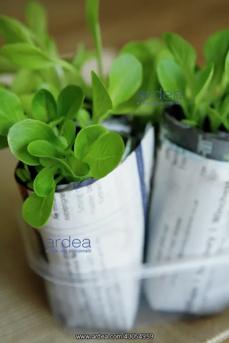 : Lettuce, Lactuca sativa : Lettuce, Lactuca sativa