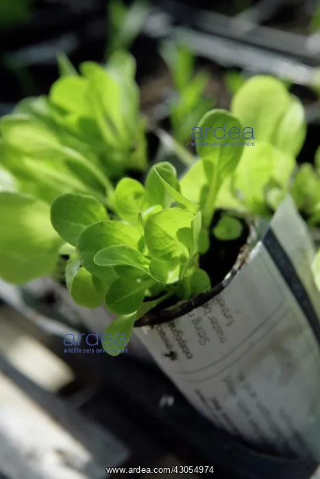 : Lettuce, Lactuca sativa : Lettuce, Lactuca sativa