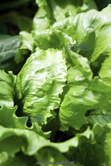: Lettuce, Lactuca sativa : Lettuce, Lactuca sativa