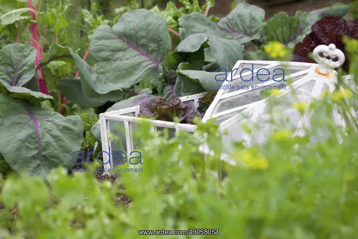 : Lettuce, Lactuca sativa : Lettuce, Lactuca sativa