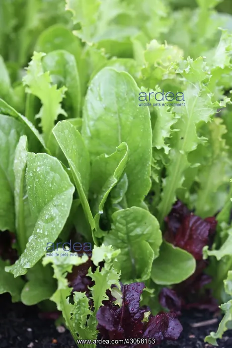 : Lettuce, Lactuca sativa : Lettuce, Lactuca sativa