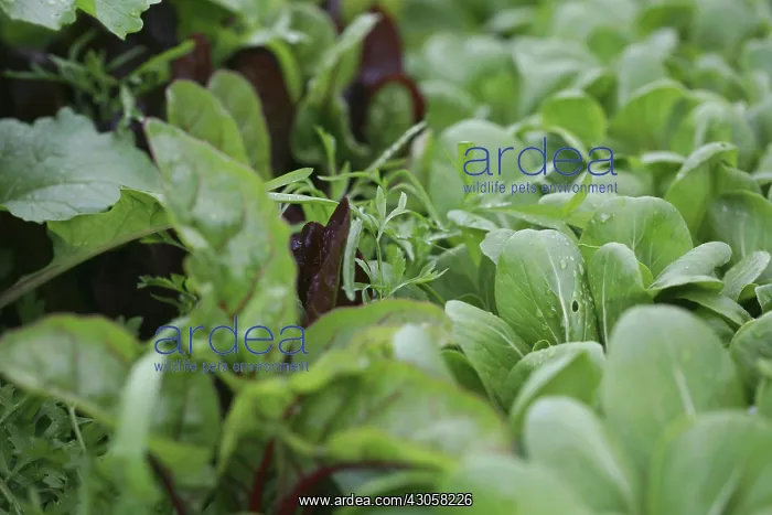 : Lettuce, Lactuca sativa : Lettuce, Lactuca sativa