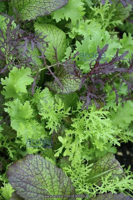 : Lettuce, Lactuca sativa : Lettuce, Lactuca sativa