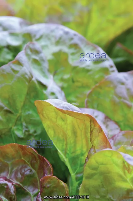 : Lettuce, Lactuca sativa Marvel of Four Season : Lettuce, Lactuca sativa Marvel of Four Season