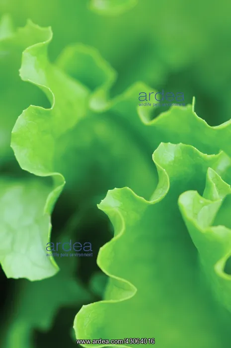 : Lettuce, Lactuca sativa Lakeland : Lettuce, Lactuca sativa Lakeland