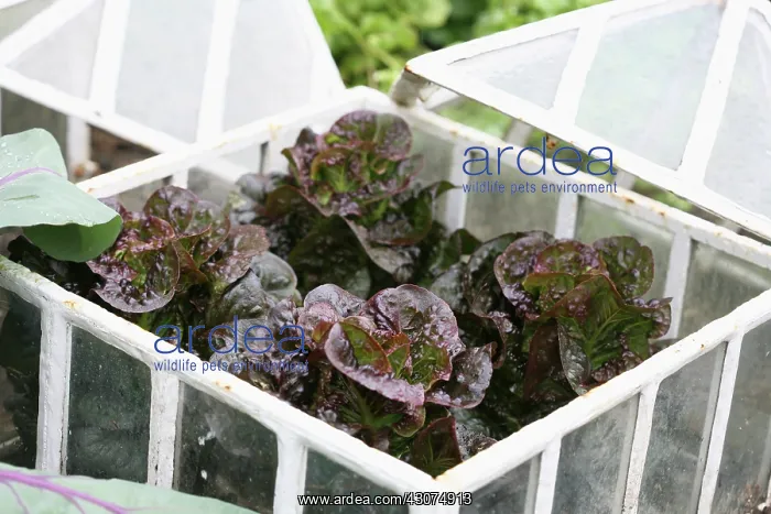 : Lettuce, Lactuca sativa : Lettuce, Lactuca sativa