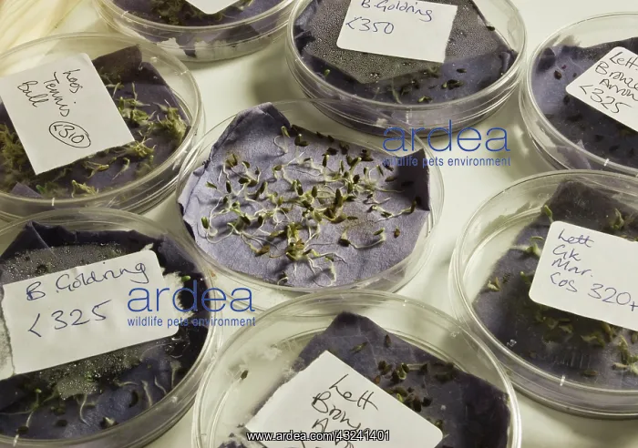 : Lettuce, Lactuca sativa : Lettuce, Lactuca sativa