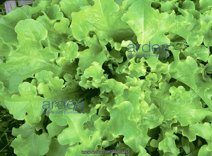 : Lettuce. Salad bowl lettuce (Lactuca sativa), Pennsylvania : Lettuce. Salad bowl lettuce (Lactuca sativa), Pennsylvania