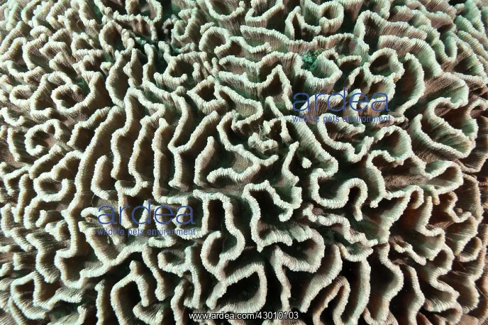 : Lettuce Coral Manta Channel dive site, Karang Makassar : Lettuce Coral Manta Channel dive site, Karang Makassar