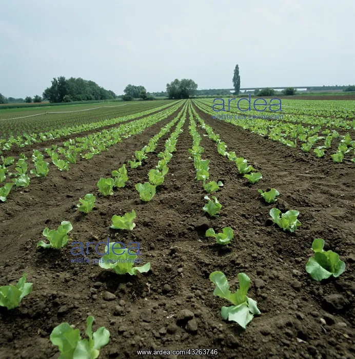 : Lettuce crop : Lettuce crop