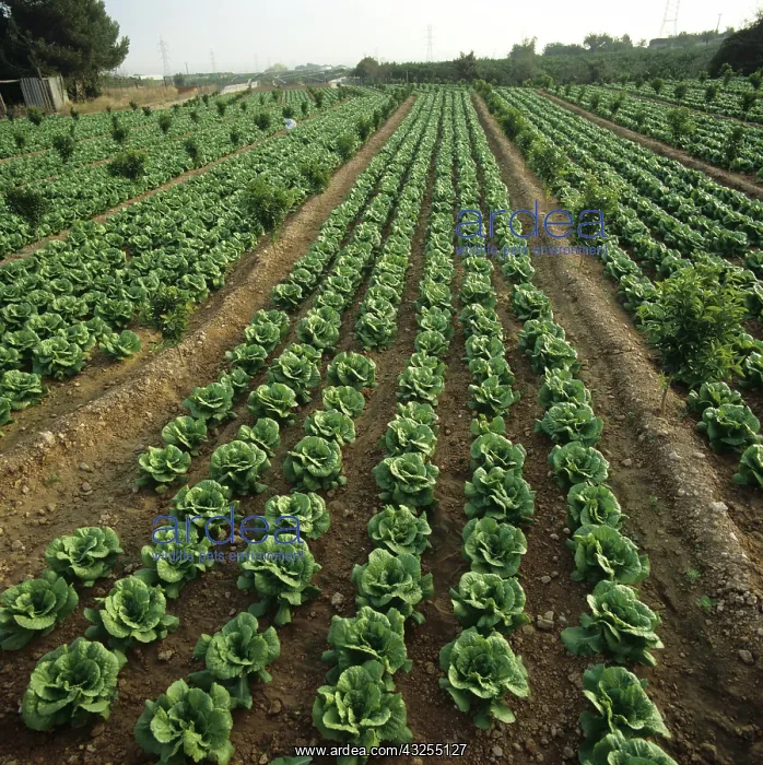 : Lettuce crop grown in orange orchard : Lettuce crop grown in orange orchard