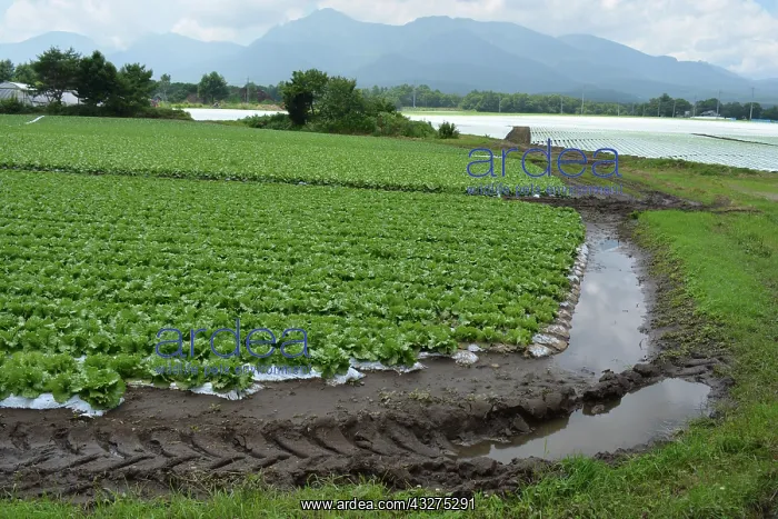 : Lettuce crop grown in soil bags, seen here in Japan : Lettuce crop grown in soil bags, seen here in Japan