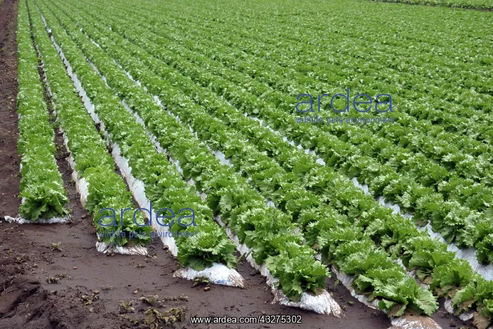 : Lettuce crop grown in soil bags, seen here in Japan : Lettuce crop grown in soil bags, seen here in Japan