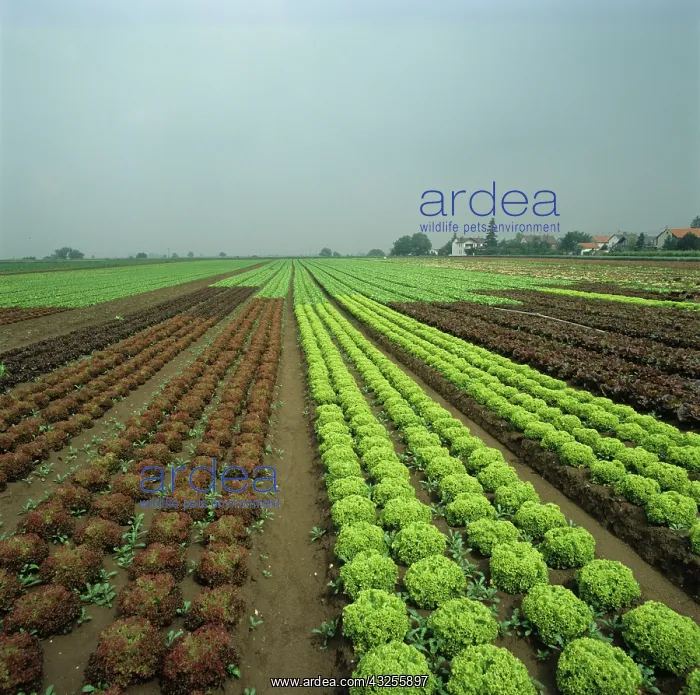 : Lettuce crops : Lettuce crops