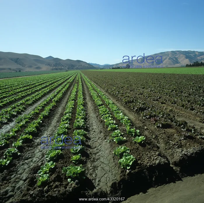: Lettuce crops : Lettuce crops