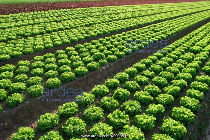 : Lettuce Field : Lettuce Field