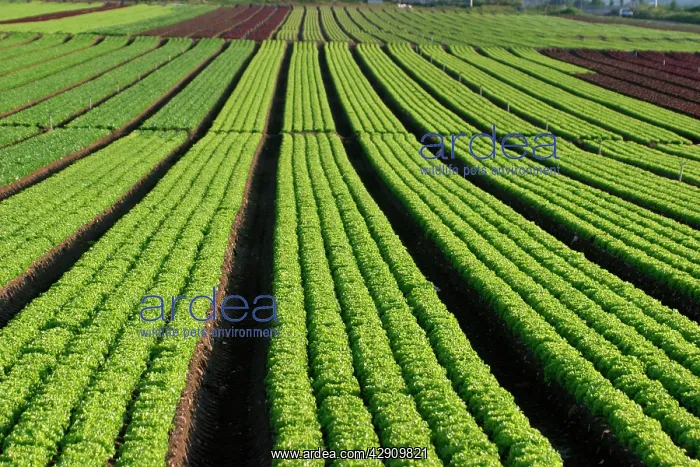 : Lettuce Field : Lettuce Field