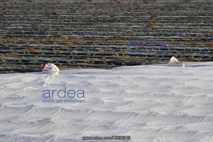 : Lettuce field covered with gauze and black foil : Lettuce field covered with gauze and black foil