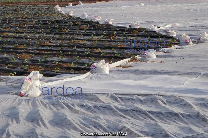 : Lettuce field covered with gauze and black foil : Lettuce field covered with gauze and black foil