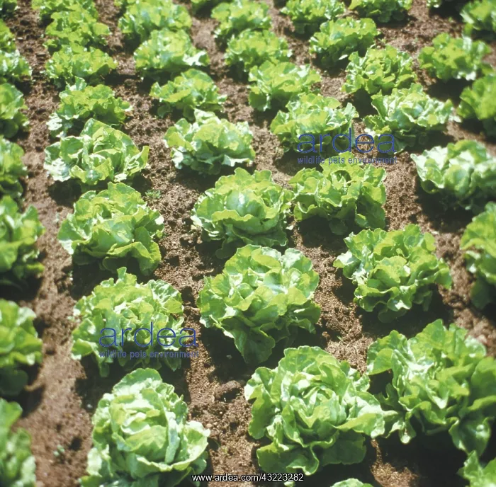 : Lettuce growing : Lettuce growing