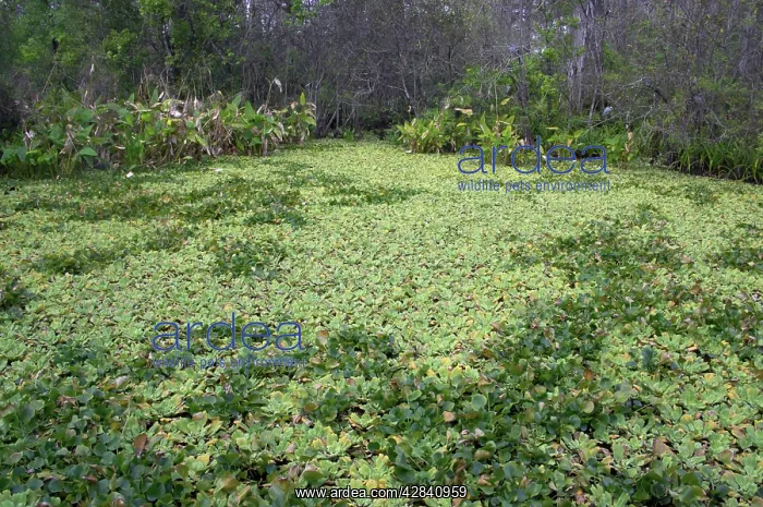 : Lettuce lake : Lettuce lake