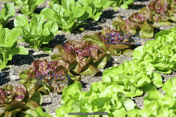 : Lettuce, Lettuce Chartwell, Lactuca sativa var : Lettuce, Lettuce Chartwell, Lactuca sativa var