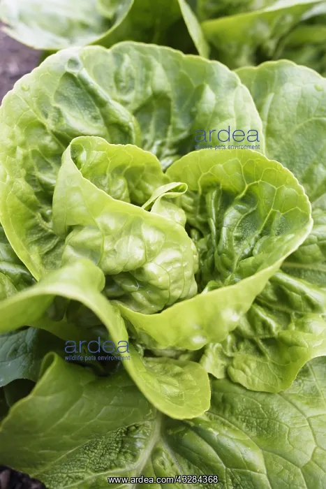: Lettuce Little gem pearl, Lactuca sativa Little : Lettuce Little gem pearl, Lactuca sativa Little