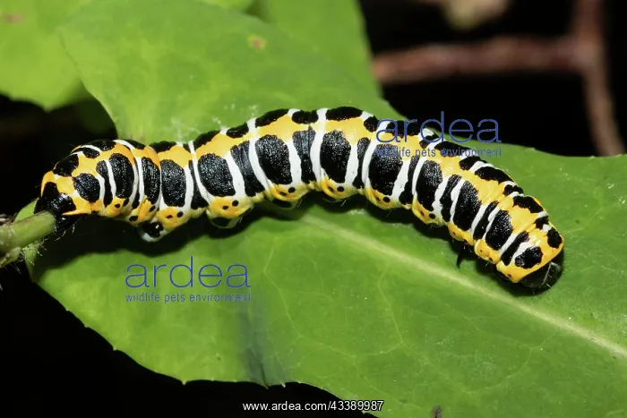 : Lettuce Monk Caterpillar Lying on Green Leaf Right : Lettuce Monk Caterpillar Lying on Green Leaf Right