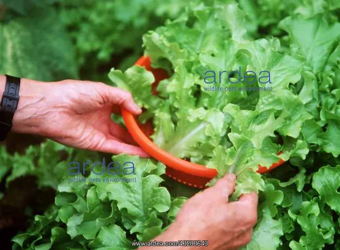 : LETTUCE - in plastic bowl with hands holding : LETTUCE - in plastic bowl with hands holding