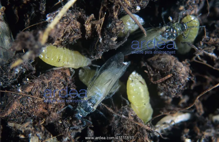 : Lettuce root aphid : Lettuce root aphid