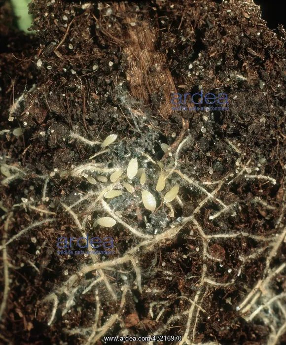 : Lettuce root aphids : Lettuce root aphids