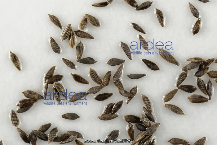 : Lettuce seeds : Lettuce seeds