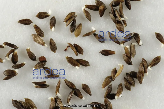 : Lettuce seeds : Lettuce seeds