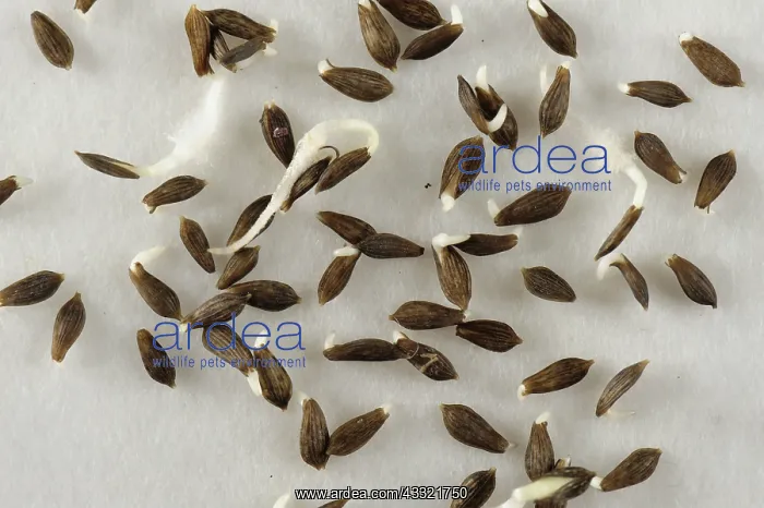 : Lettuce seeds : Lettuce seeds