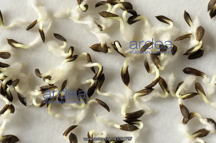 : Lettuce seeds : Lettuce seeds