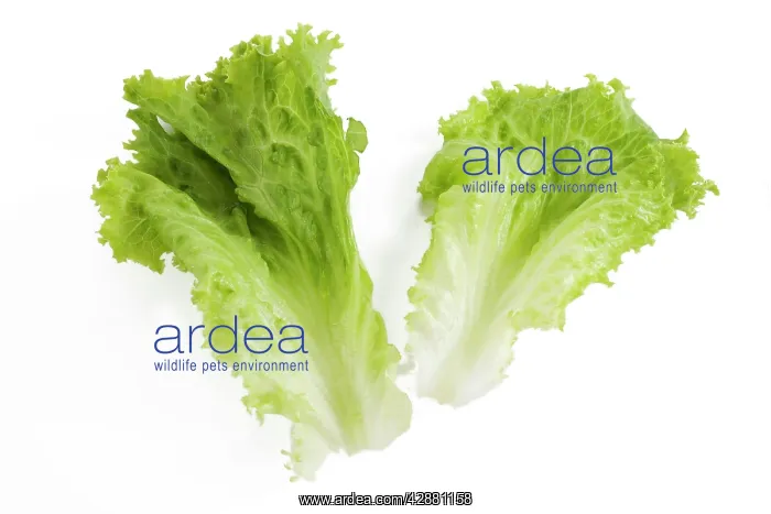  : Lettuce - in studio