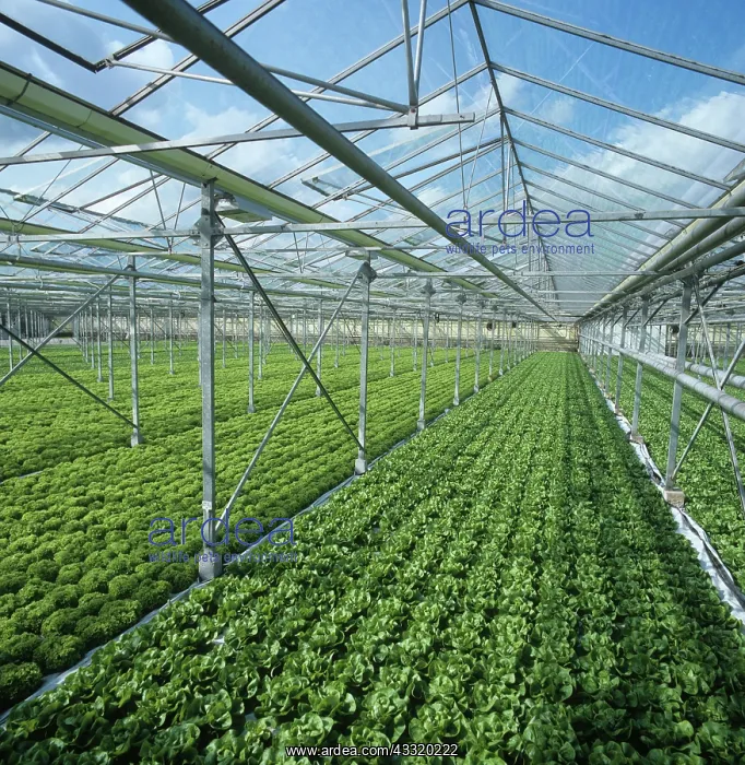 : Lettuces grown hydroponically under glass, Hertfordshire : Lettuces grown hydroponically under glass, Hertfordshire