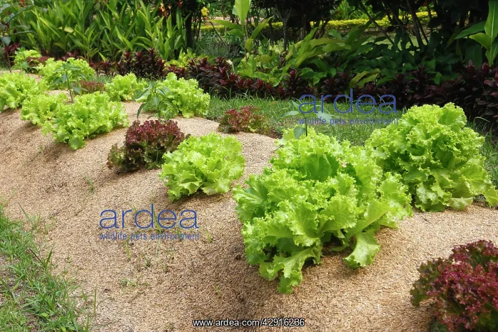 : Lettuces - being grown : Lettuces - being grown