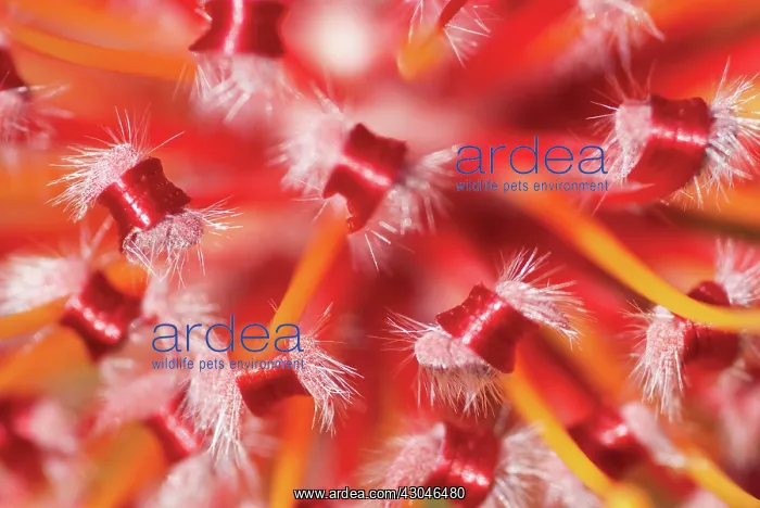 : Leucadendron : Leucadendron