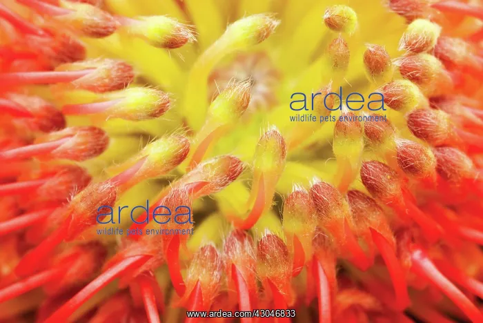 : Leucadendron : Leucadendron