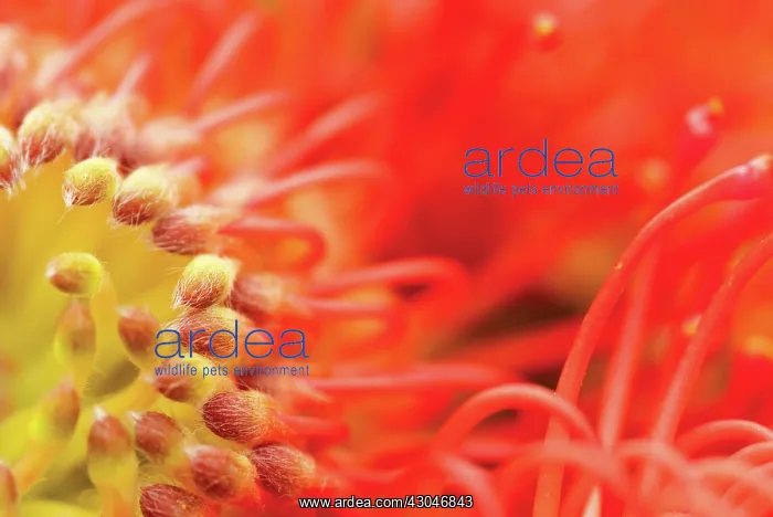 : Leucadendron : Leucadendron
