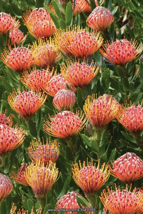 : Leucadendron : Leucadendron