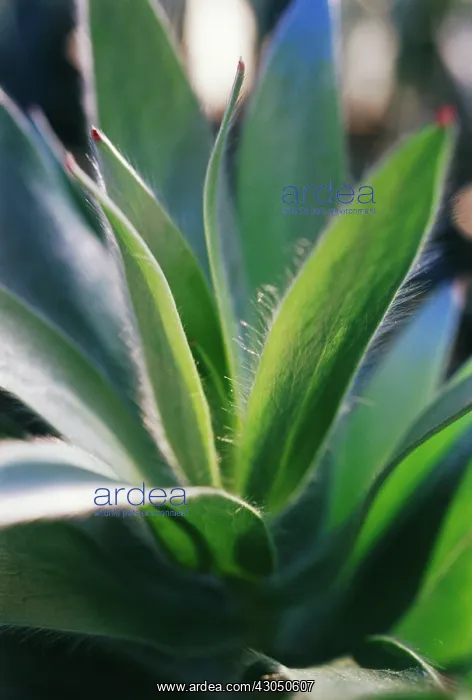 : Leucadendron : Leucadendron
