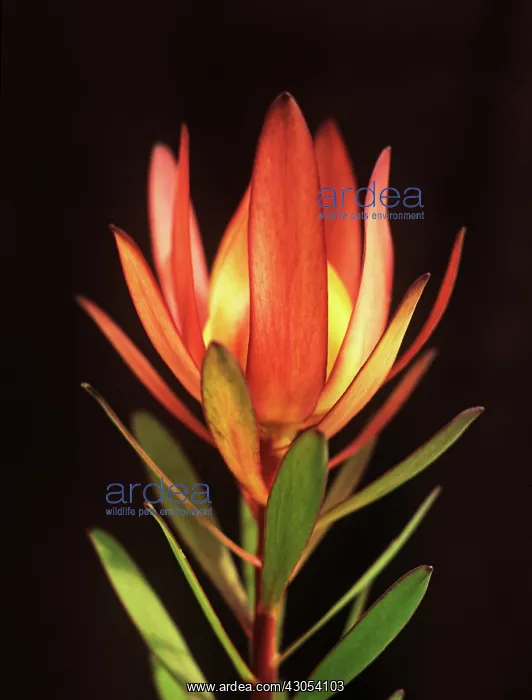 : Leucadendron : Leucadendron