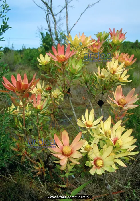 : Leucadendron in the Fynbos : Leucadendron in the Fynbos