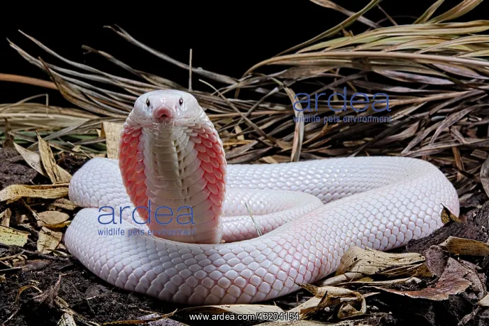 : Leucisitc Monocled cobra (Naja kaouthia) on black : Leucisitc Monocled cobra (Naja kaouthia) on black