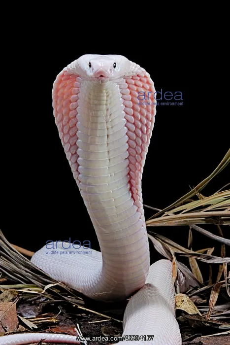 : Leucisitc Monocled cobra (Naja kaouthia) on black : Leucisitc Monocled cobra (Naja kaouthia) on black